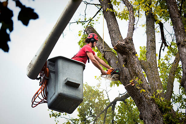 Reliable Mill City, OR Tree Removal and Landscaping Services Solutions